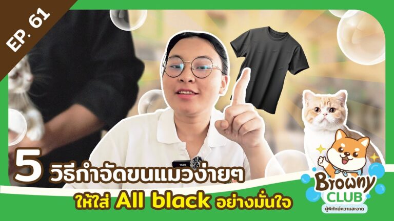 ทาสแมวต้องเลิฟ! 5 วิธีกำจัดขนแมวง่ายๆ ให้กลับมาใส่เสื้อดำได้อย่างมั่นใจที่ ร้านสะดวกซัก Browny Wash & Dry